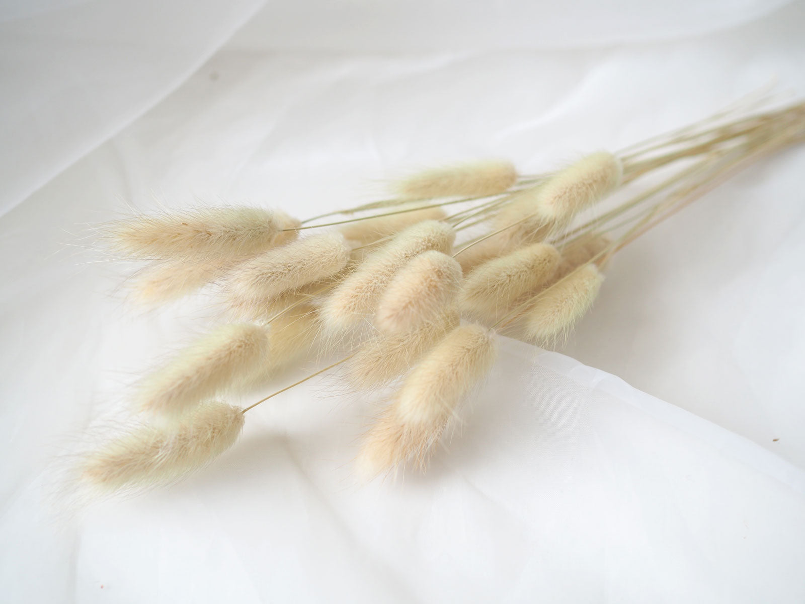 BUNNY - naturally dried bunny tail grass