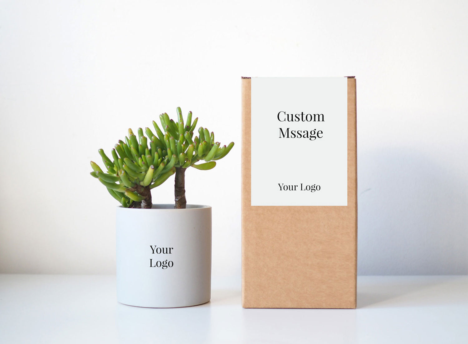 BYRON - branded succulent plant gift box (large)