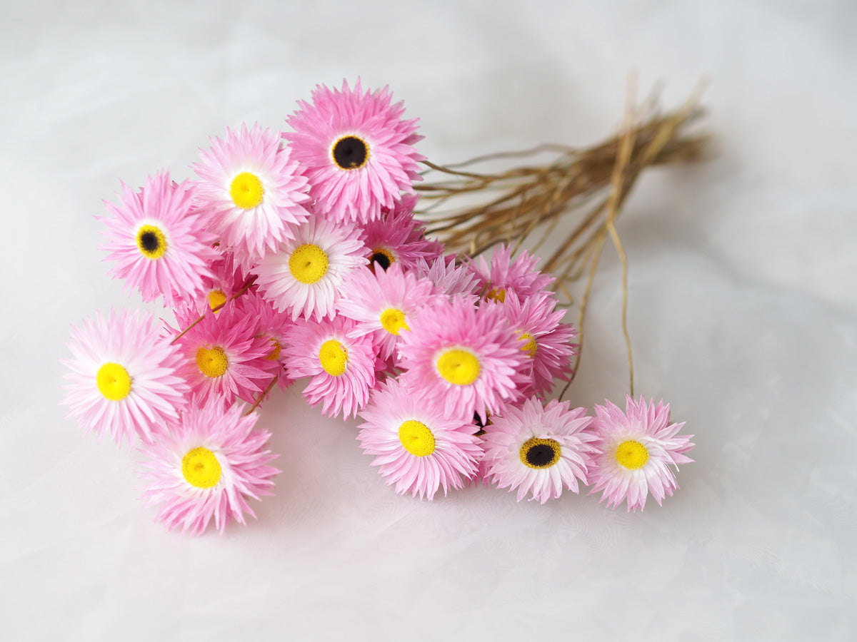 Dried Pink Everlasting Paper Daisy Bunch-1