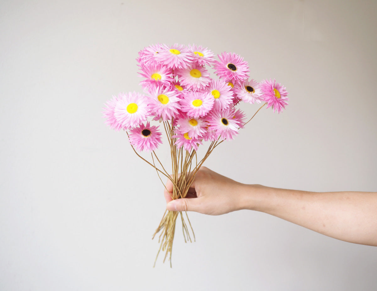 Dried Pink Everlasting Paper Daisy Bunch-3