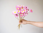 Dried Pink Everlasting Paper Daisy Bunch-3