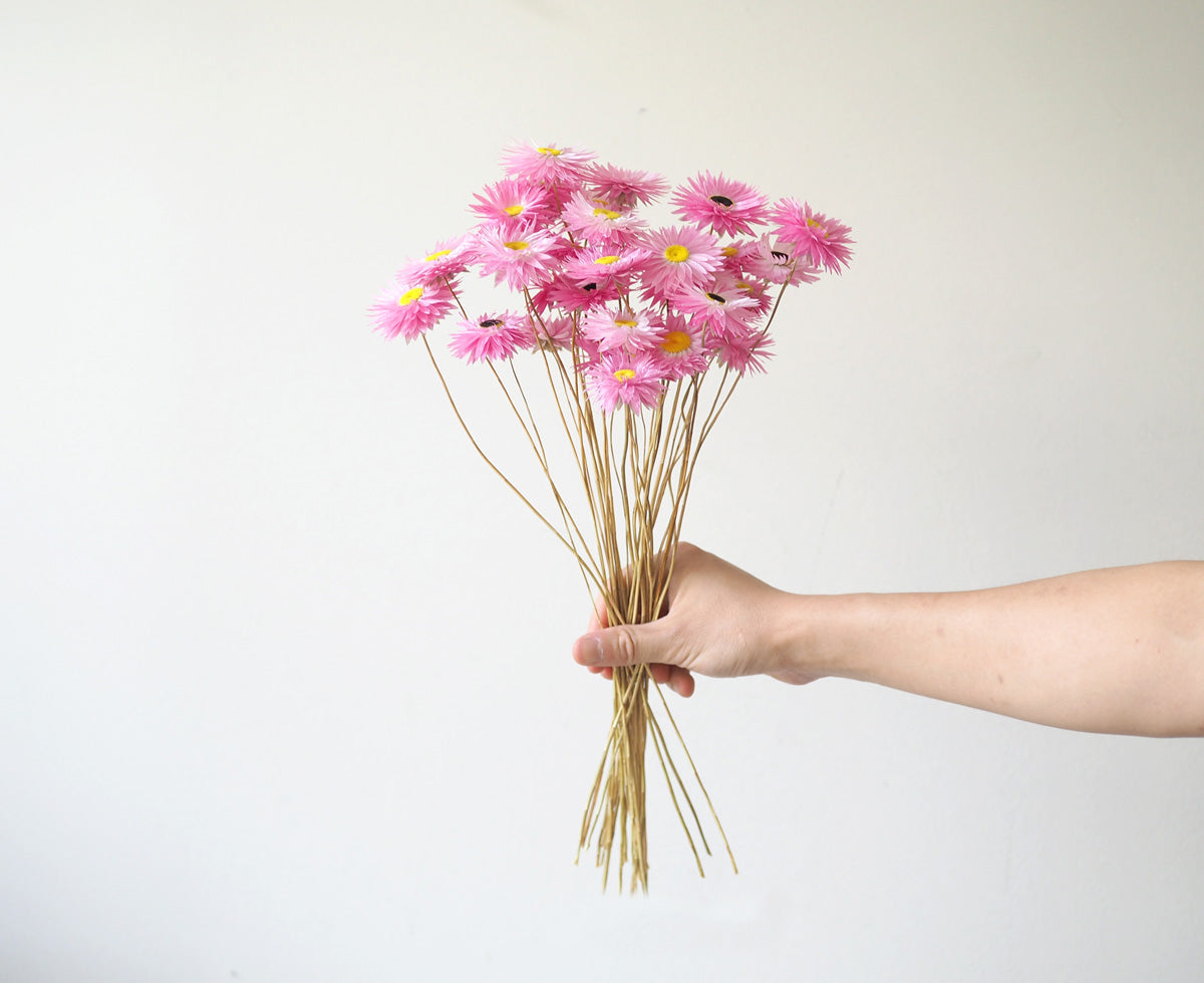 Dried Pink Everlasting Paper Daisy Bunch