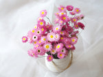 Dried Pink Everlasting Paper Daisies