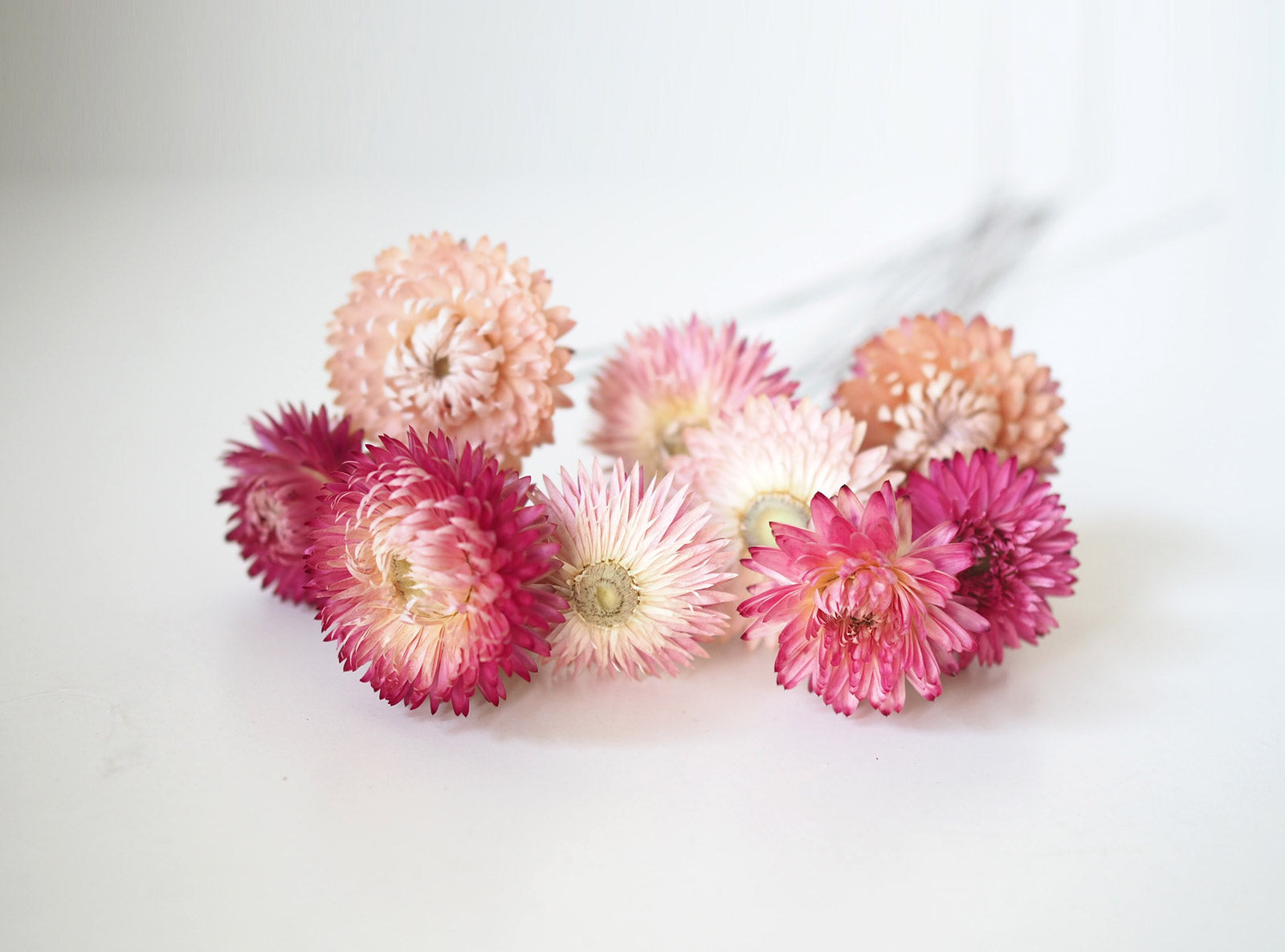 Dried Strawflower Bunch - Pink 1