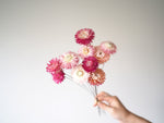 Dried Strawflower Bunch - Pink 2