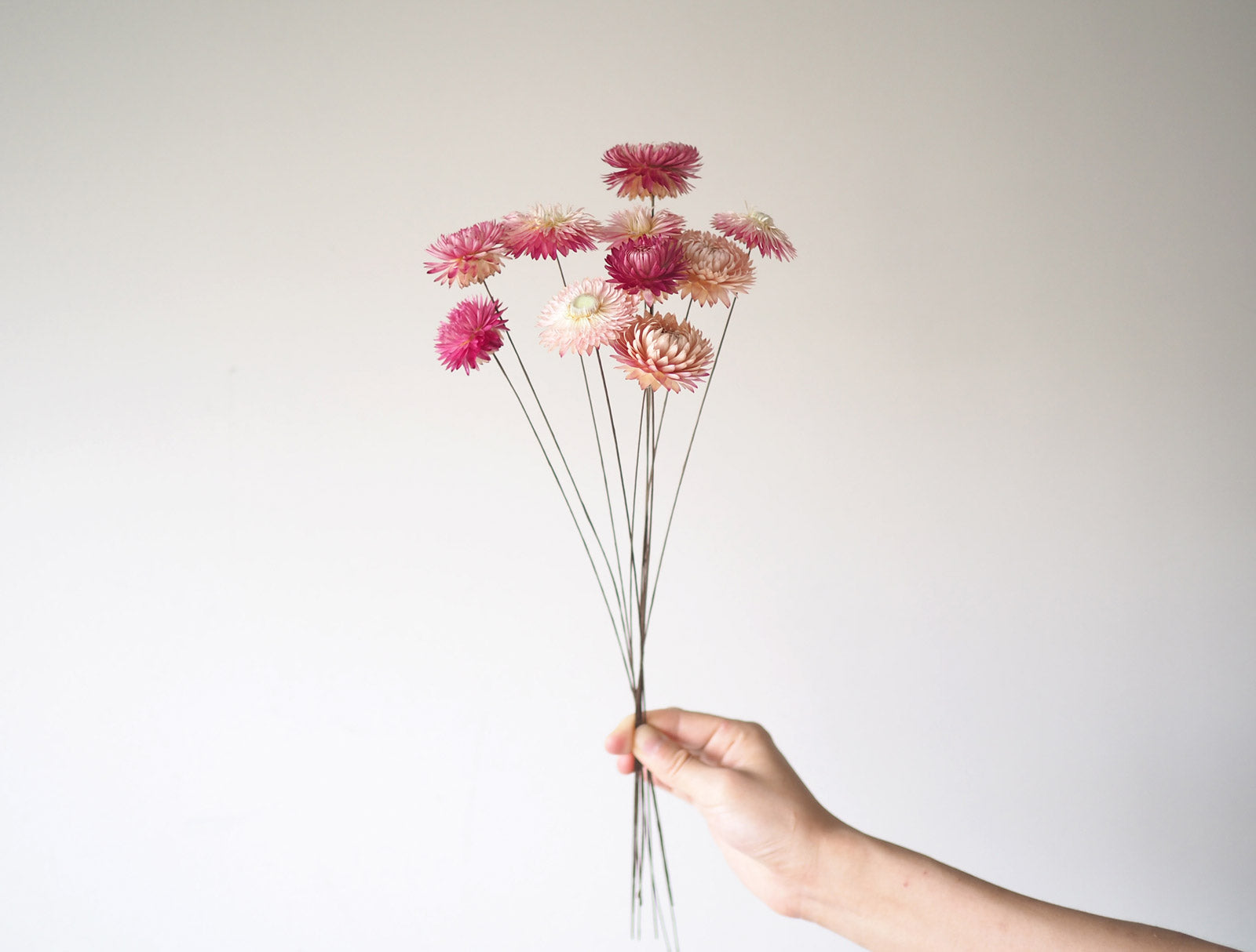 Dried Strawflower Bunch - Pink 3