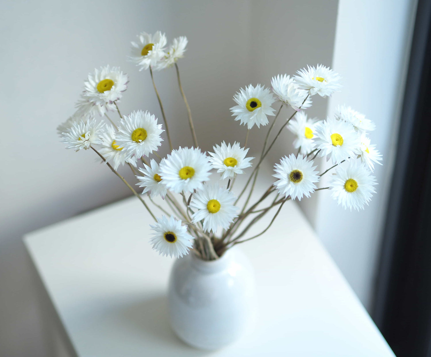 EDEL – dried white paper daisies in a speckled ceramic vase