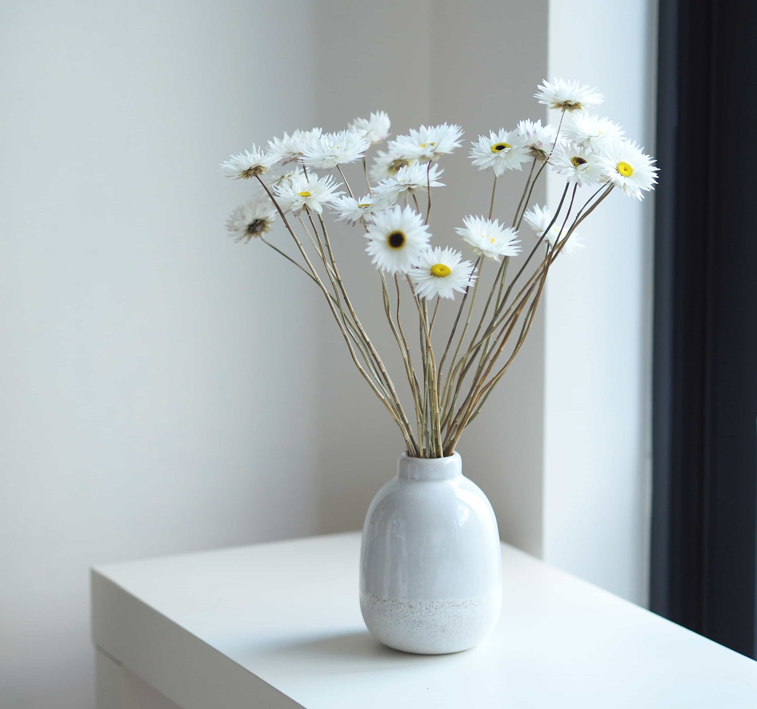 EDEL – dried white paper daisies in a speckled ceramic vase