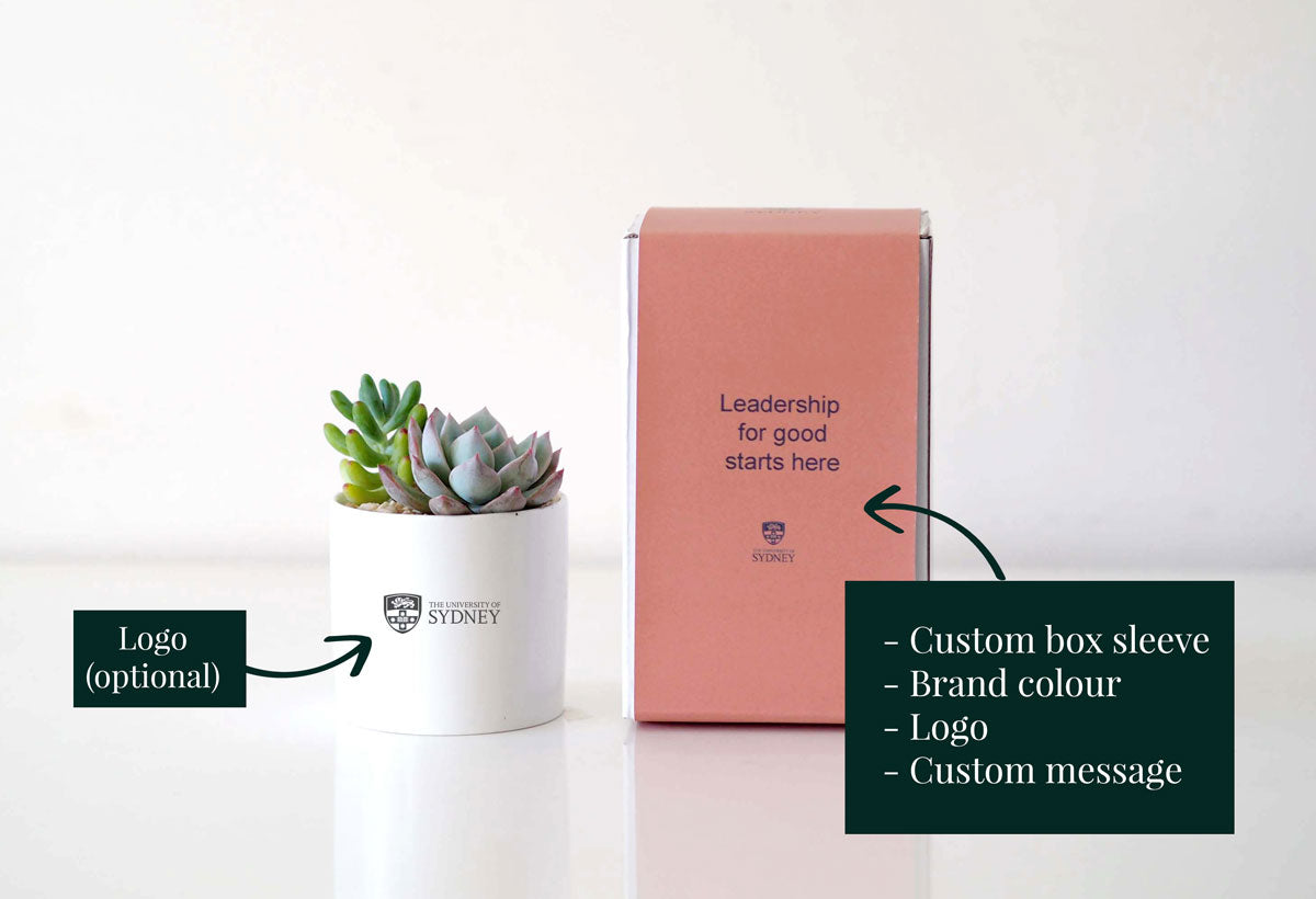 IMPACT - corporate branded succulent gift box