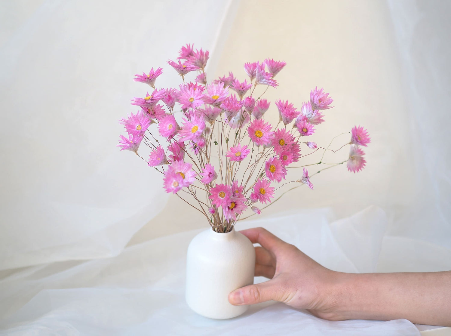 MIA – dried everlasting paper daisies in a white ceramic vase