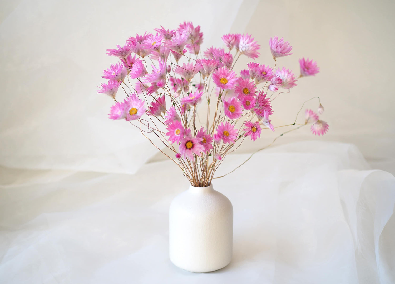 MIA – dried everlasting paper daisies in a white ceramic vase