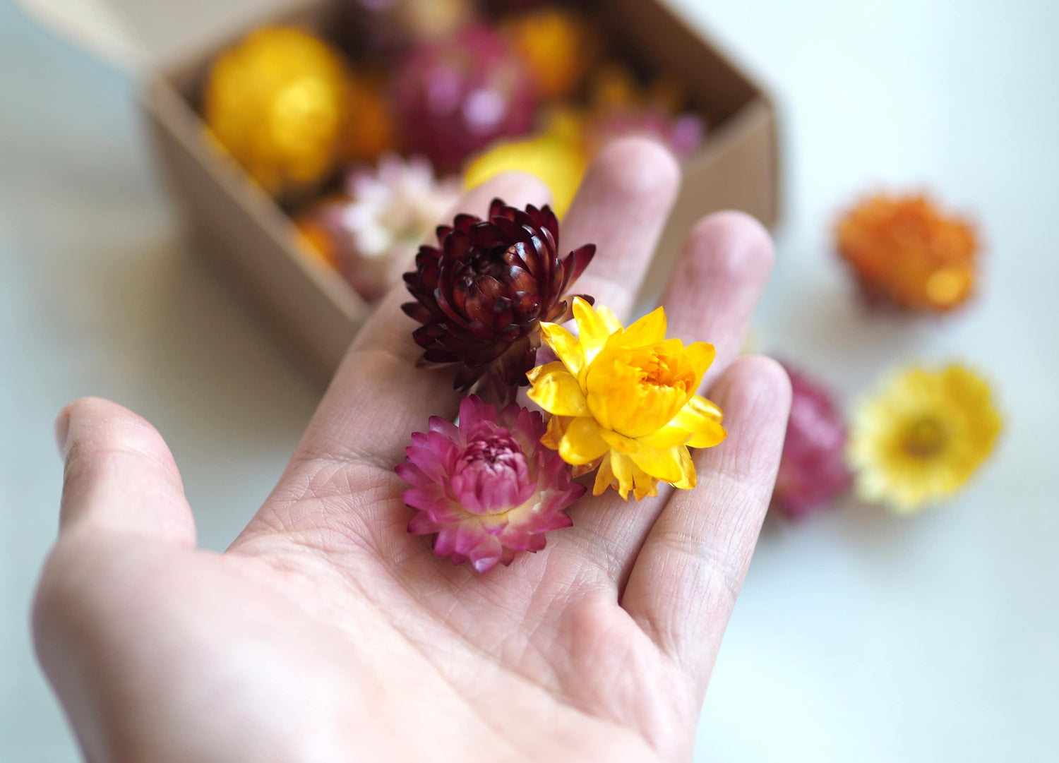 Dried Mixed Colour Strawflower Confetti, Potpourri, Flower Heads