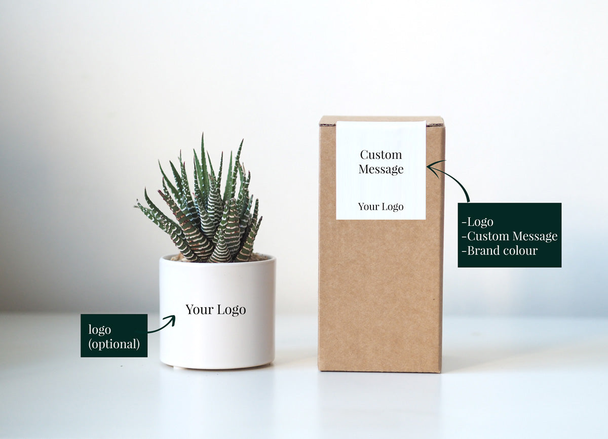 OSLO - corporate branded succulent gift box