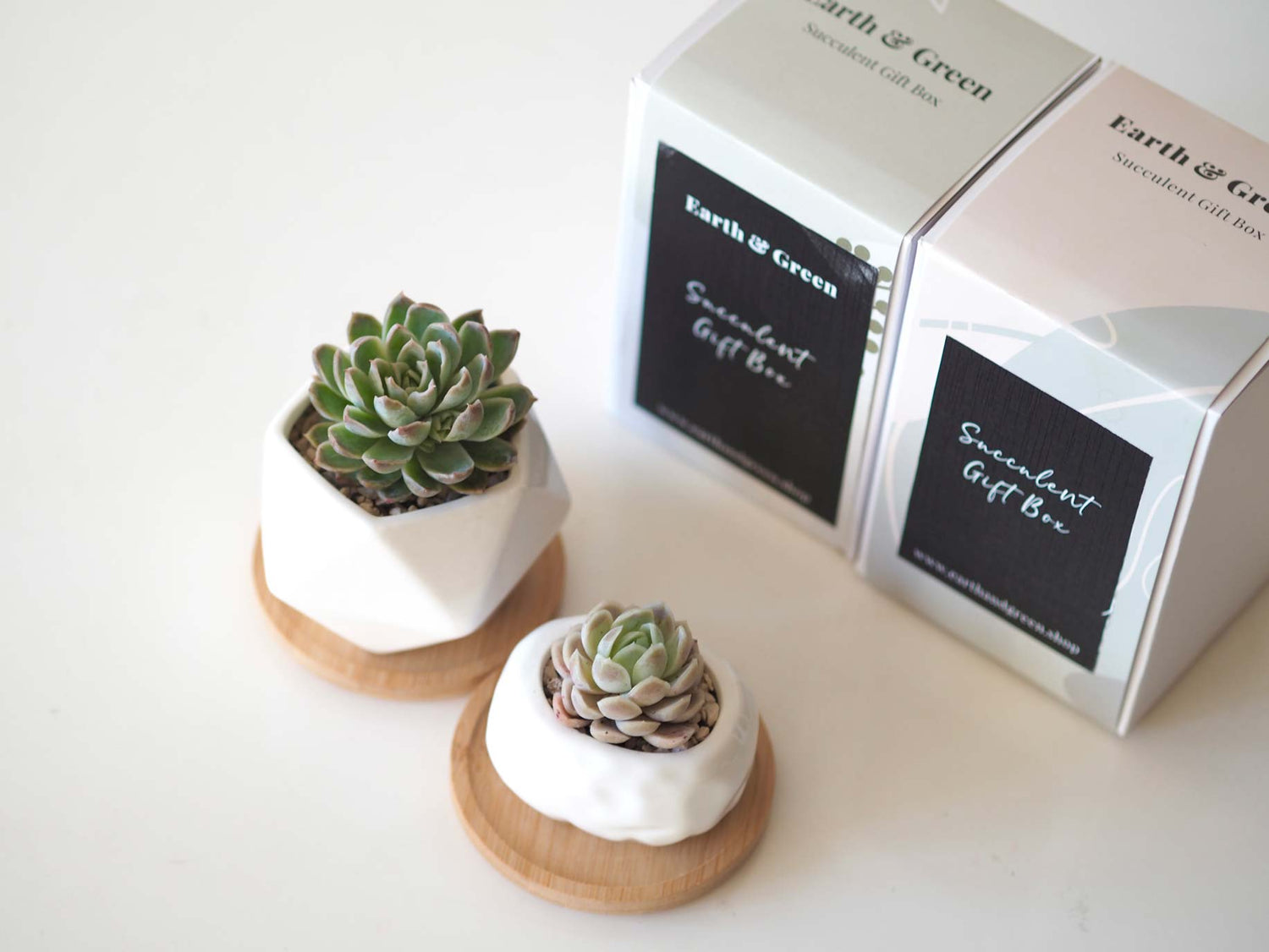 ELEGAN DUO- Personalised Succulent Gift Set