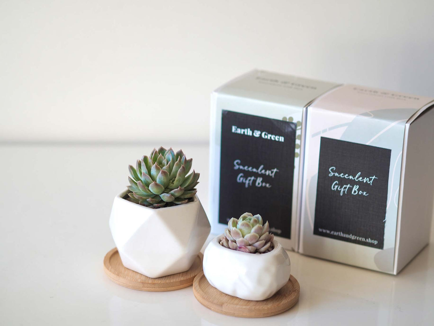 ELEGAN DUO- Personalised Succulent Gift Set