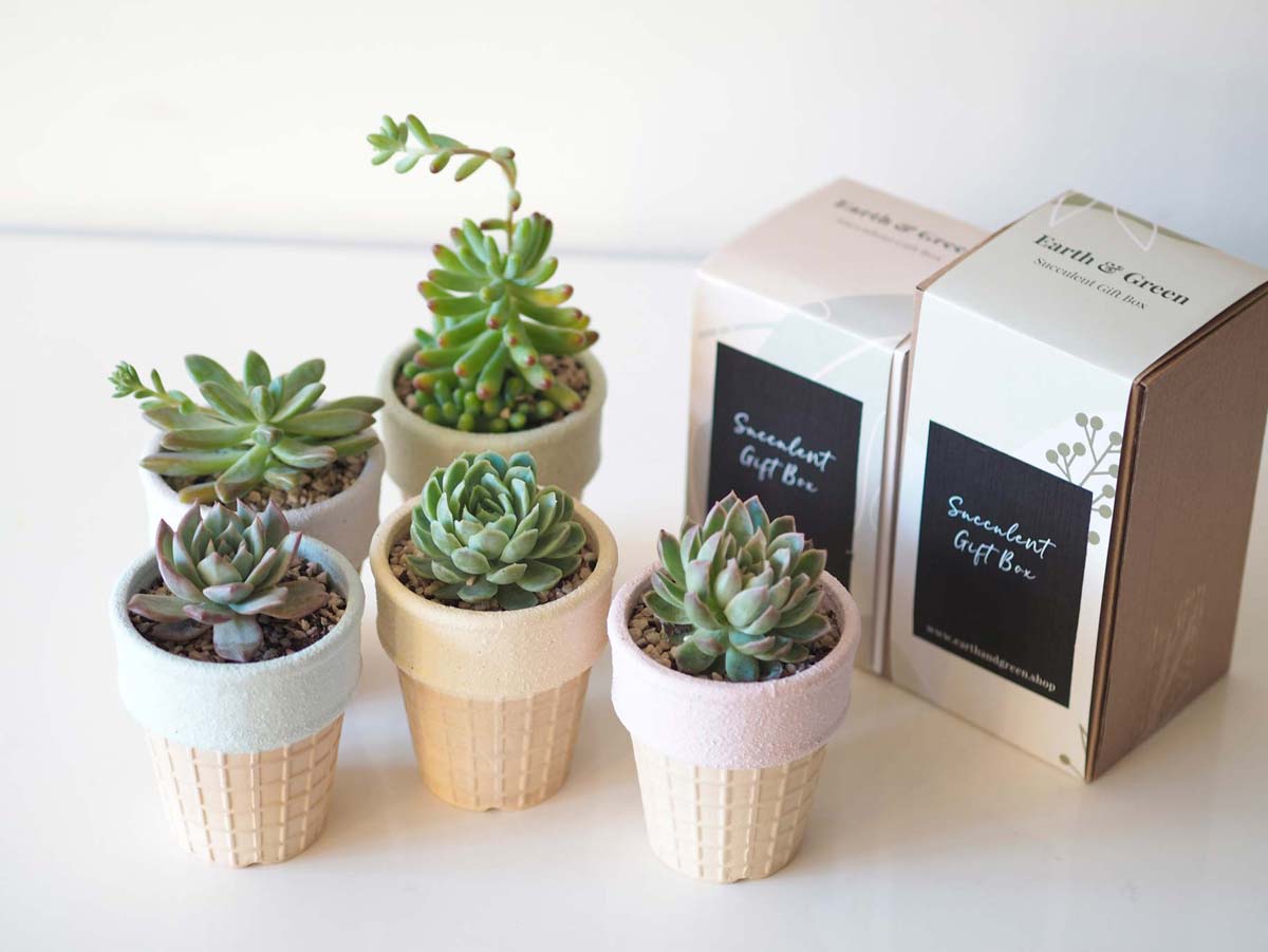 ICECREAM - Personalised Succulent Gift Box