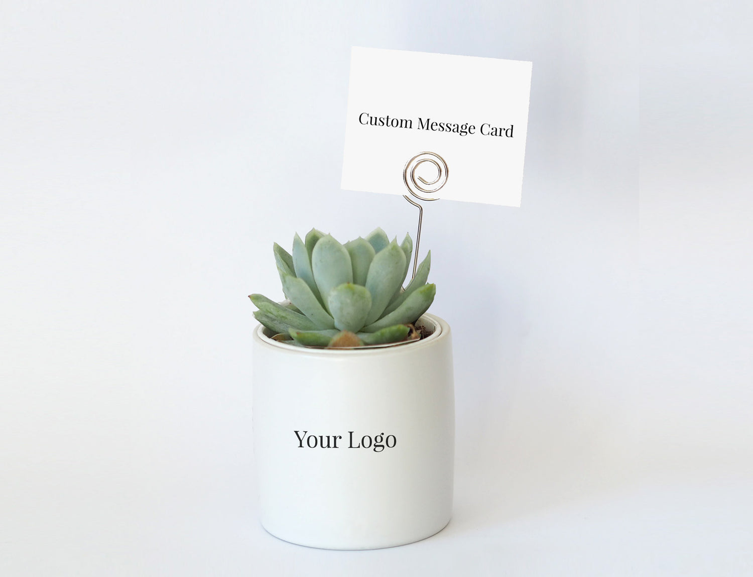 FINN - corporate branded succulent gift with a custom plant tag