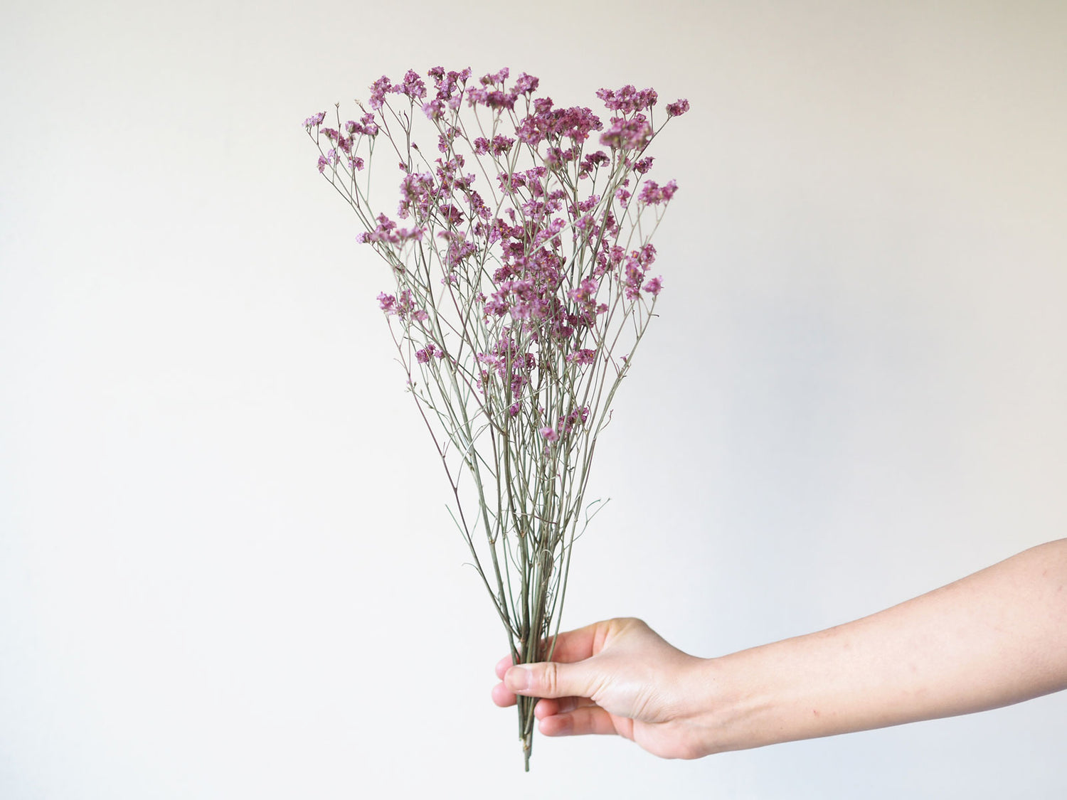 Dried Purple Misty Sea Lavender Flowers