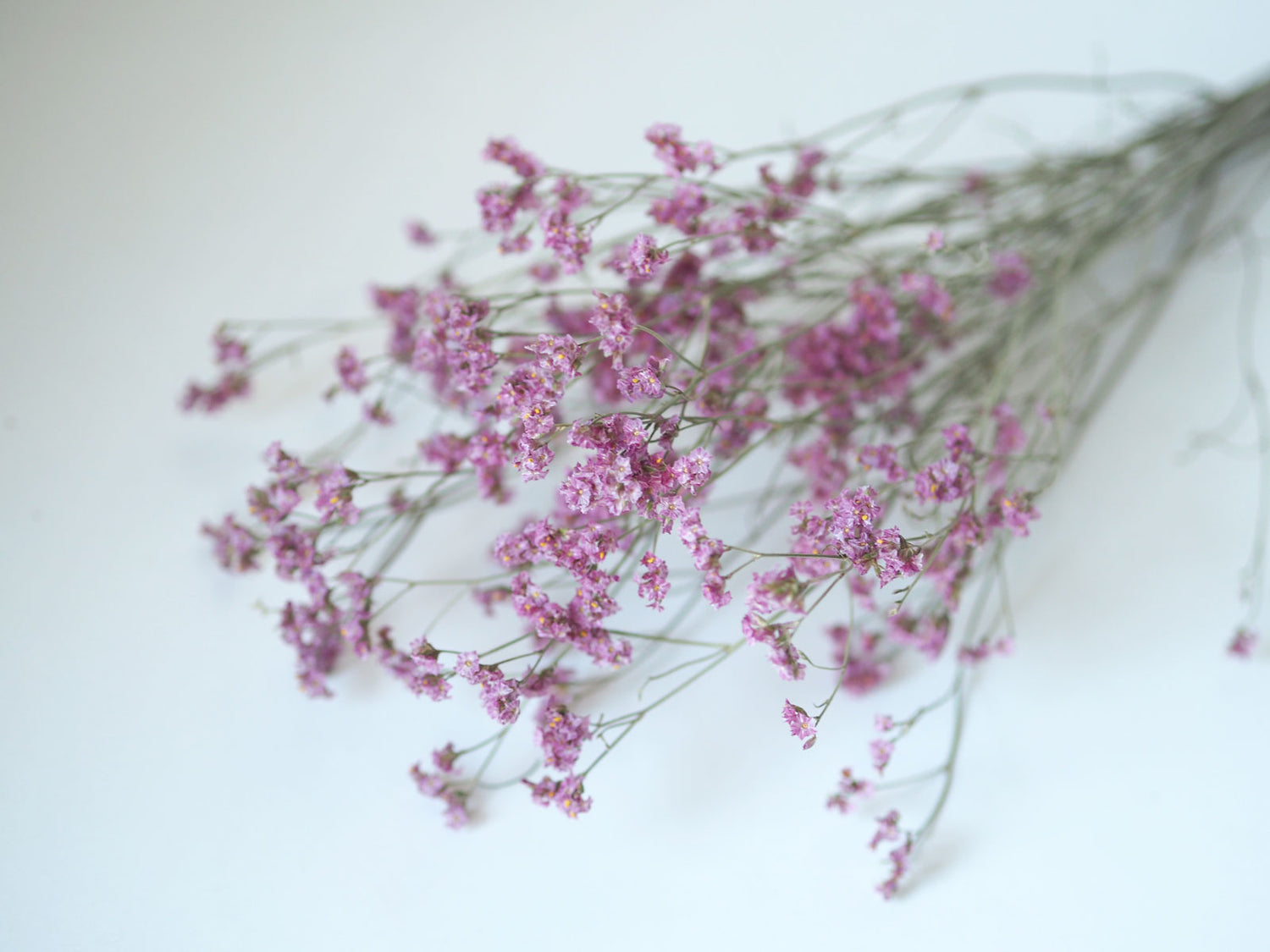 Dried Purple Misty Sea Lavender Flowers