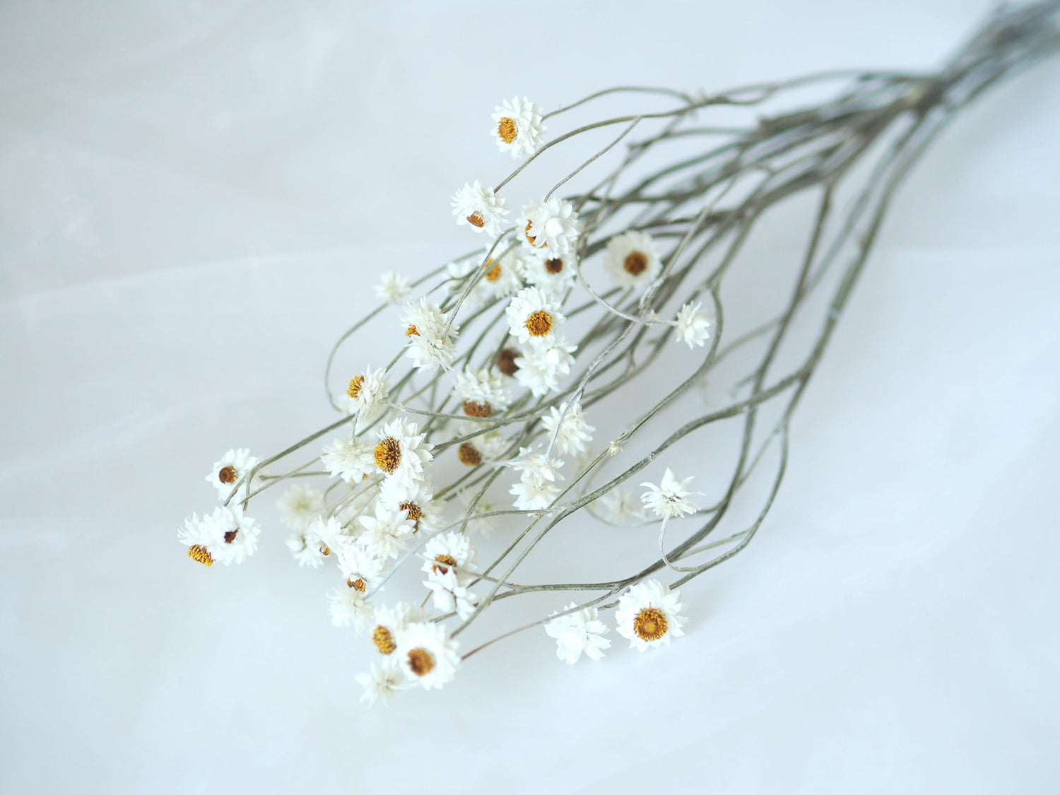 Dried Winged Everlasting Daisies