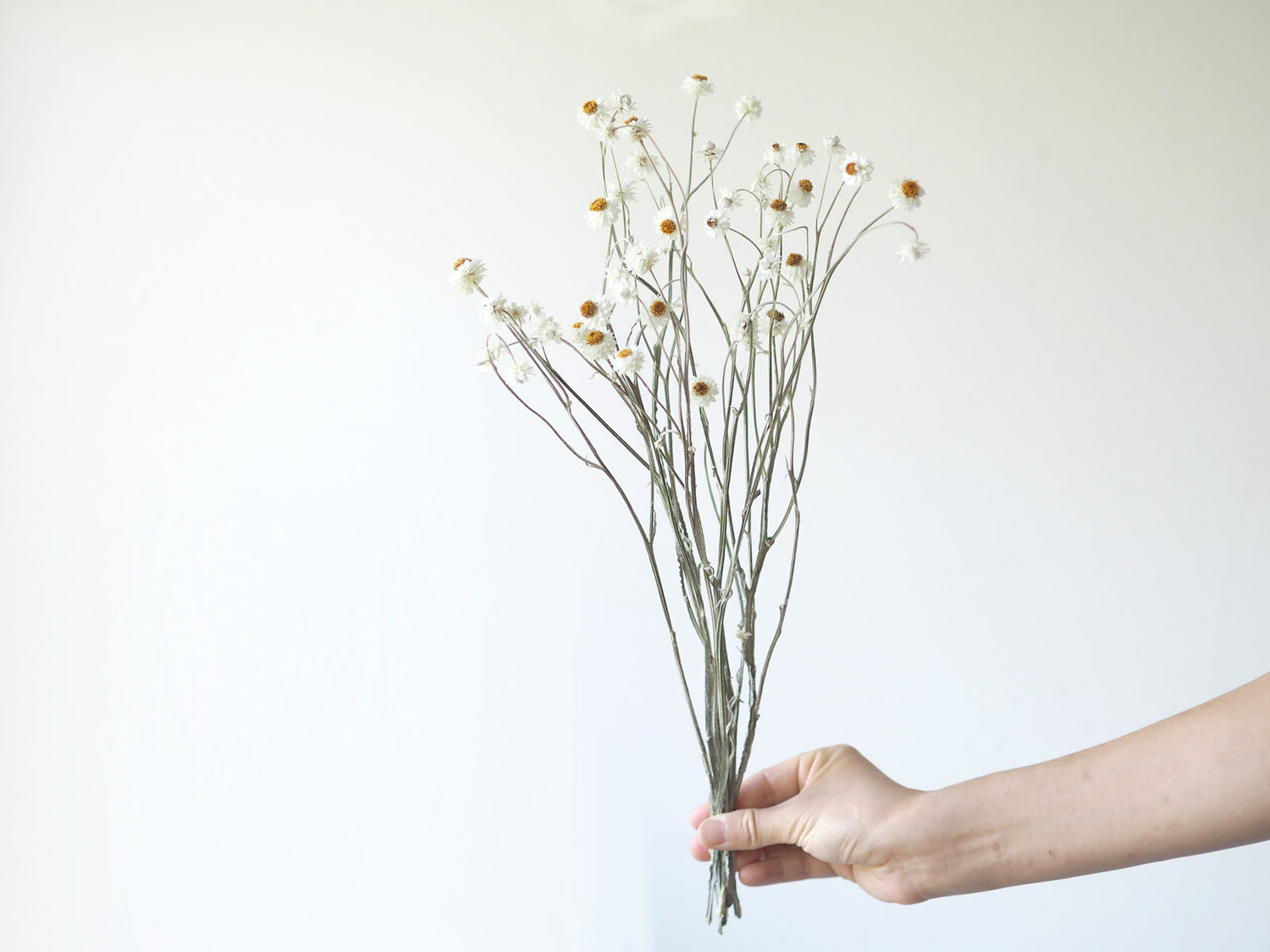 Dried Winged Everlasting Daisies