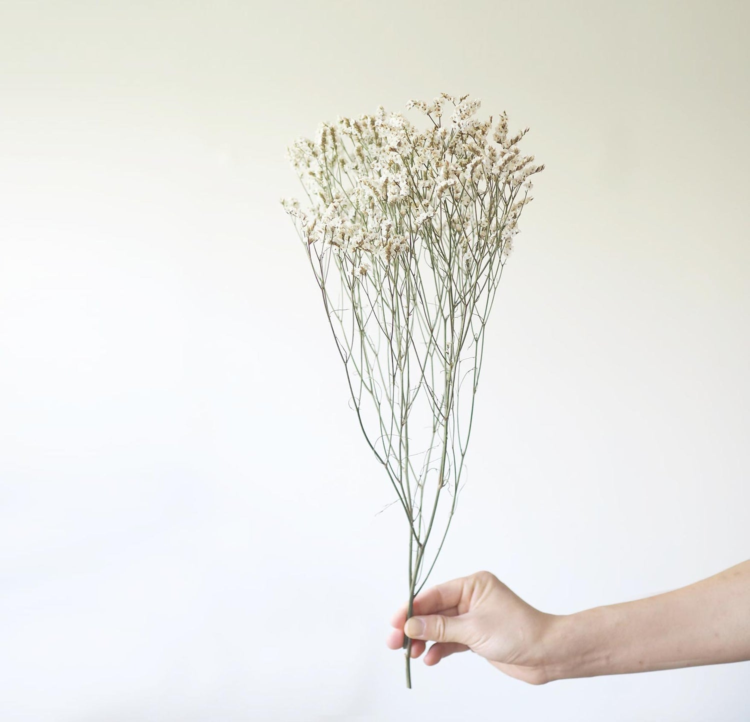 Dried White Misty Sea Lavender Flowers