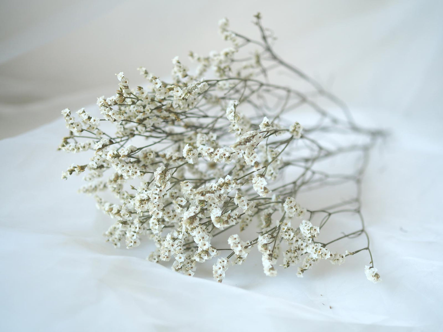 Dried White Misty Sea Lavender Flowers