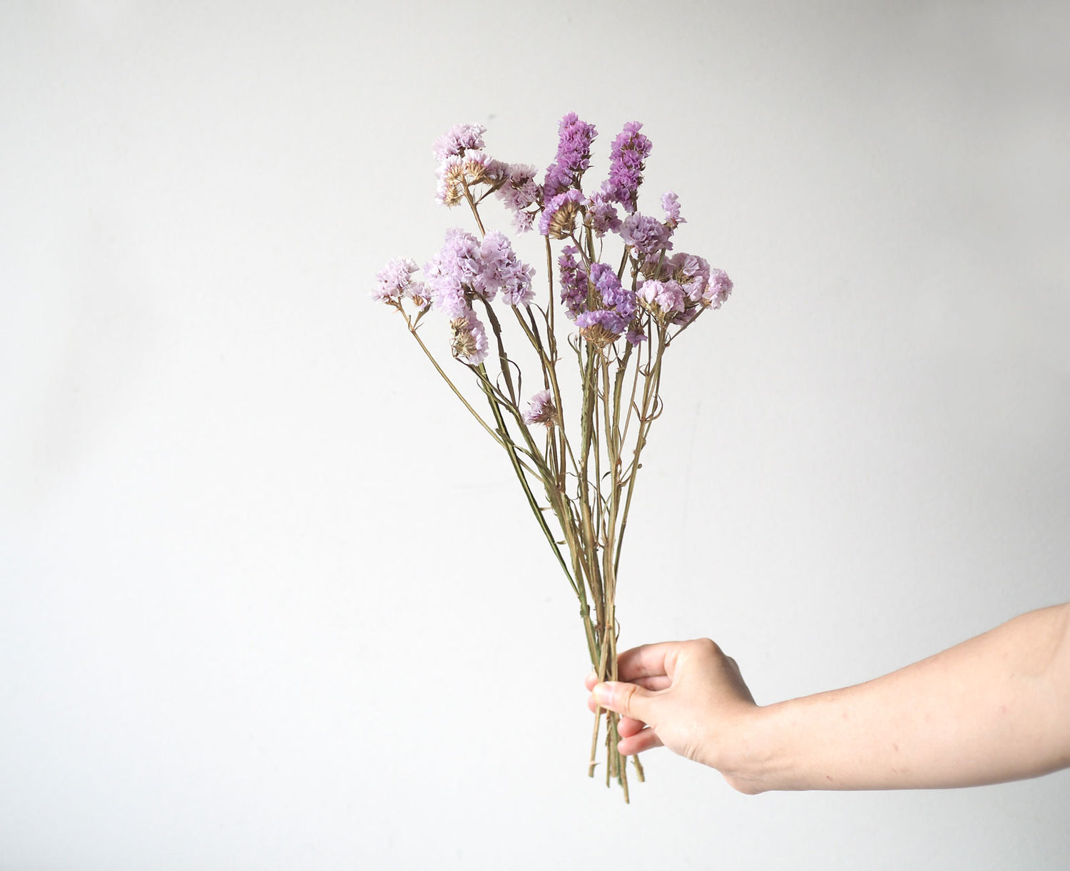 Dried Statice Flowers in Lilac