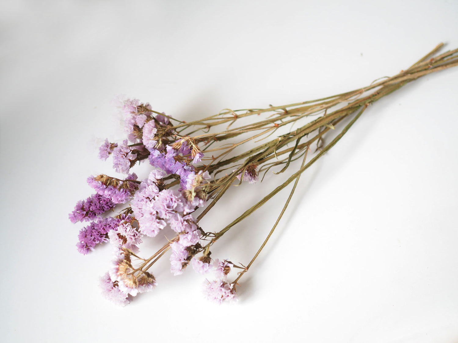 Dried Statice Flowers in Lilac