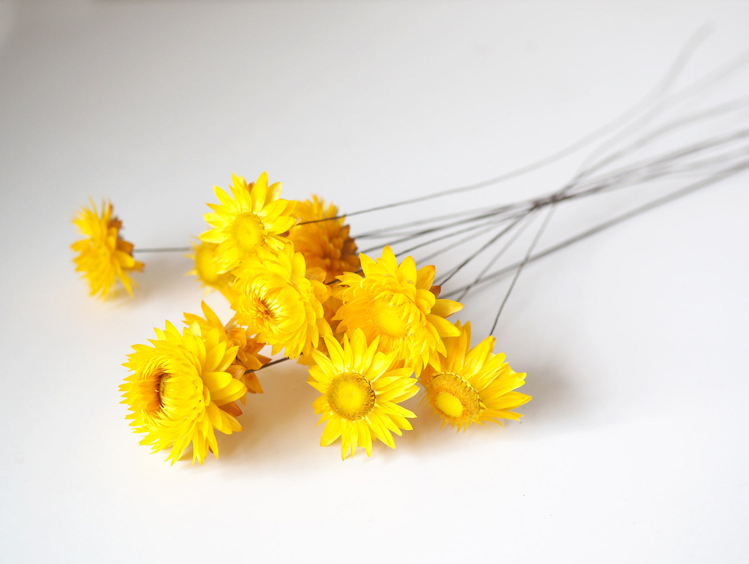 Dried Strawflower Bunch - Yellow