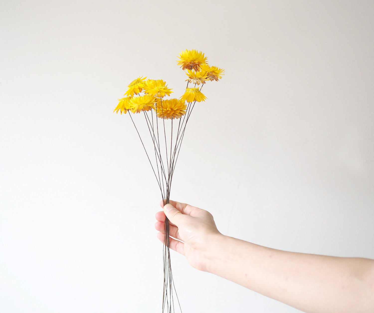 Dried Strawflower Bunch - Yellow