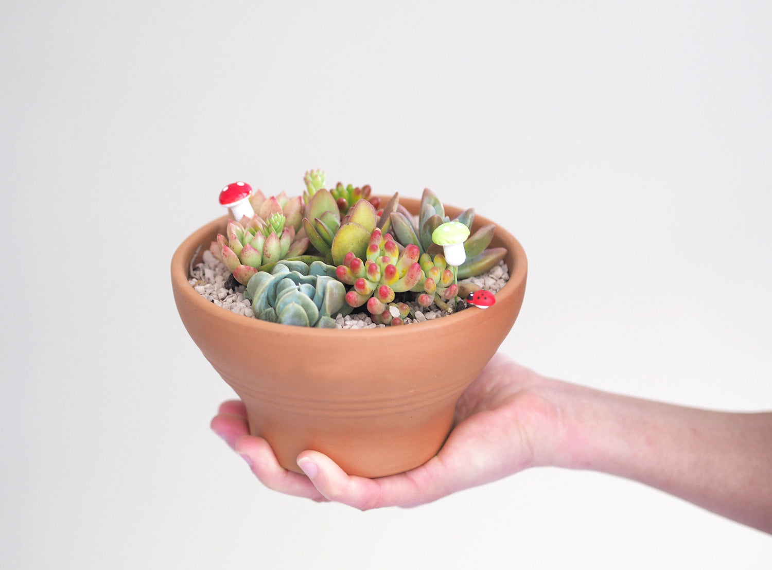 Succulent Bowl DIY Kit