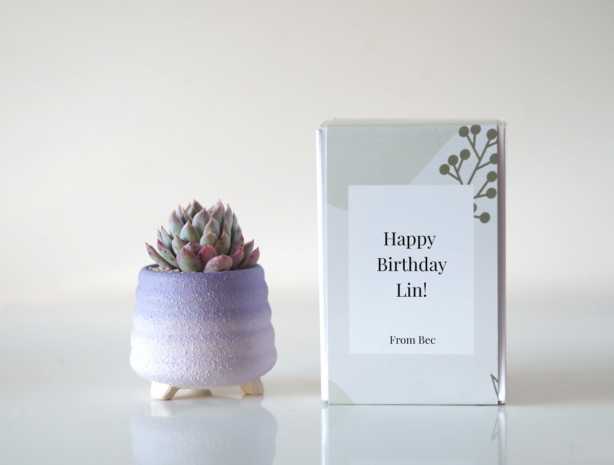 BELL - Personalised Potted Succulent Gift Box