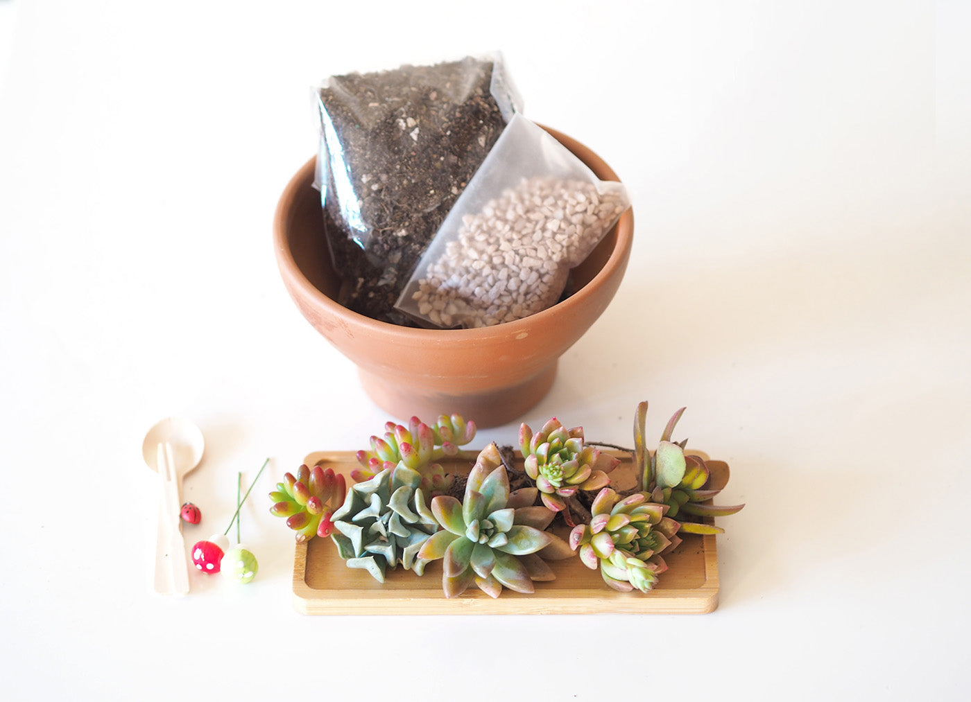 Succulent Bowl DIY Kit