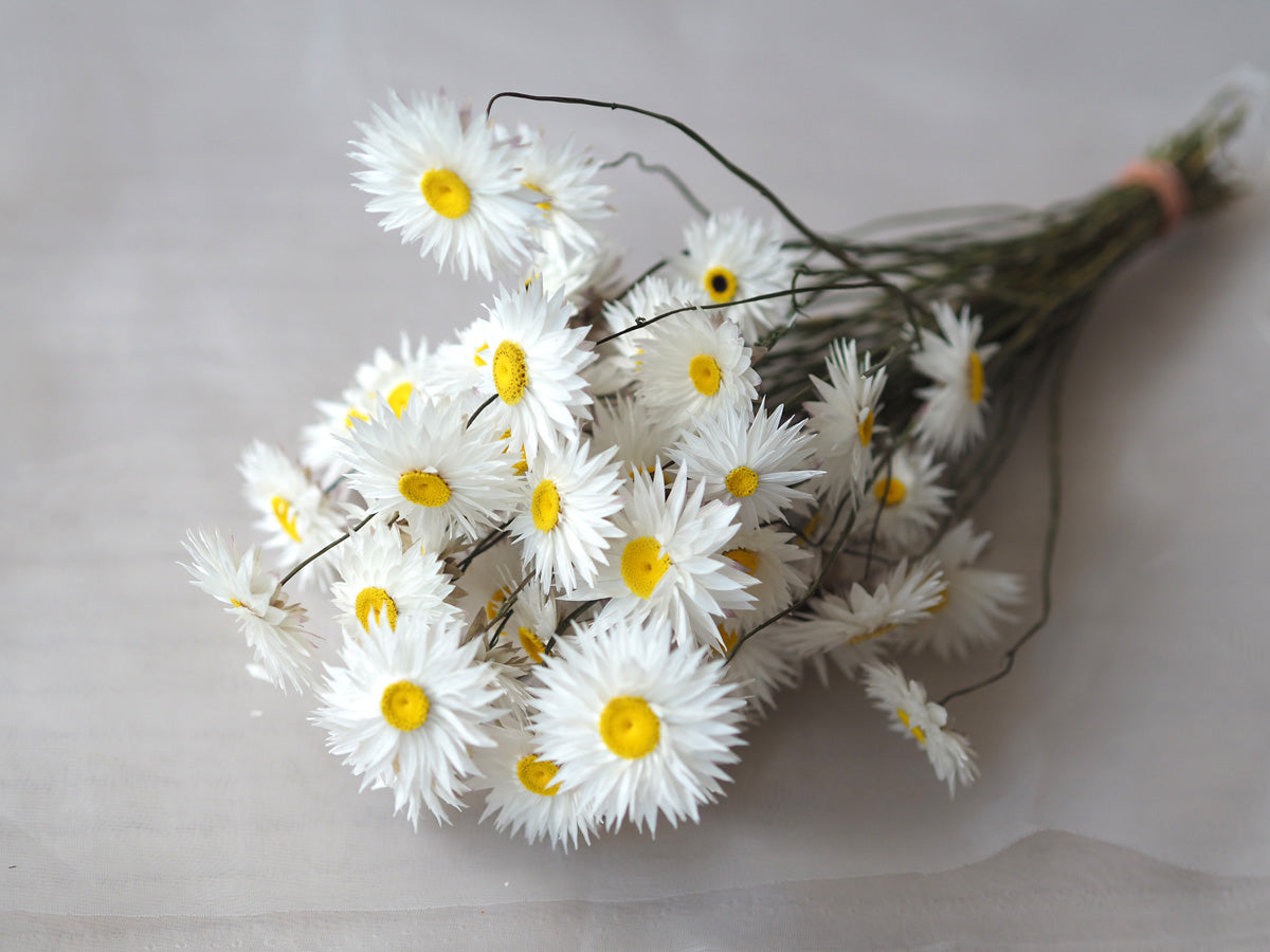 Dried White Everlasting Paper Daisy Bunch