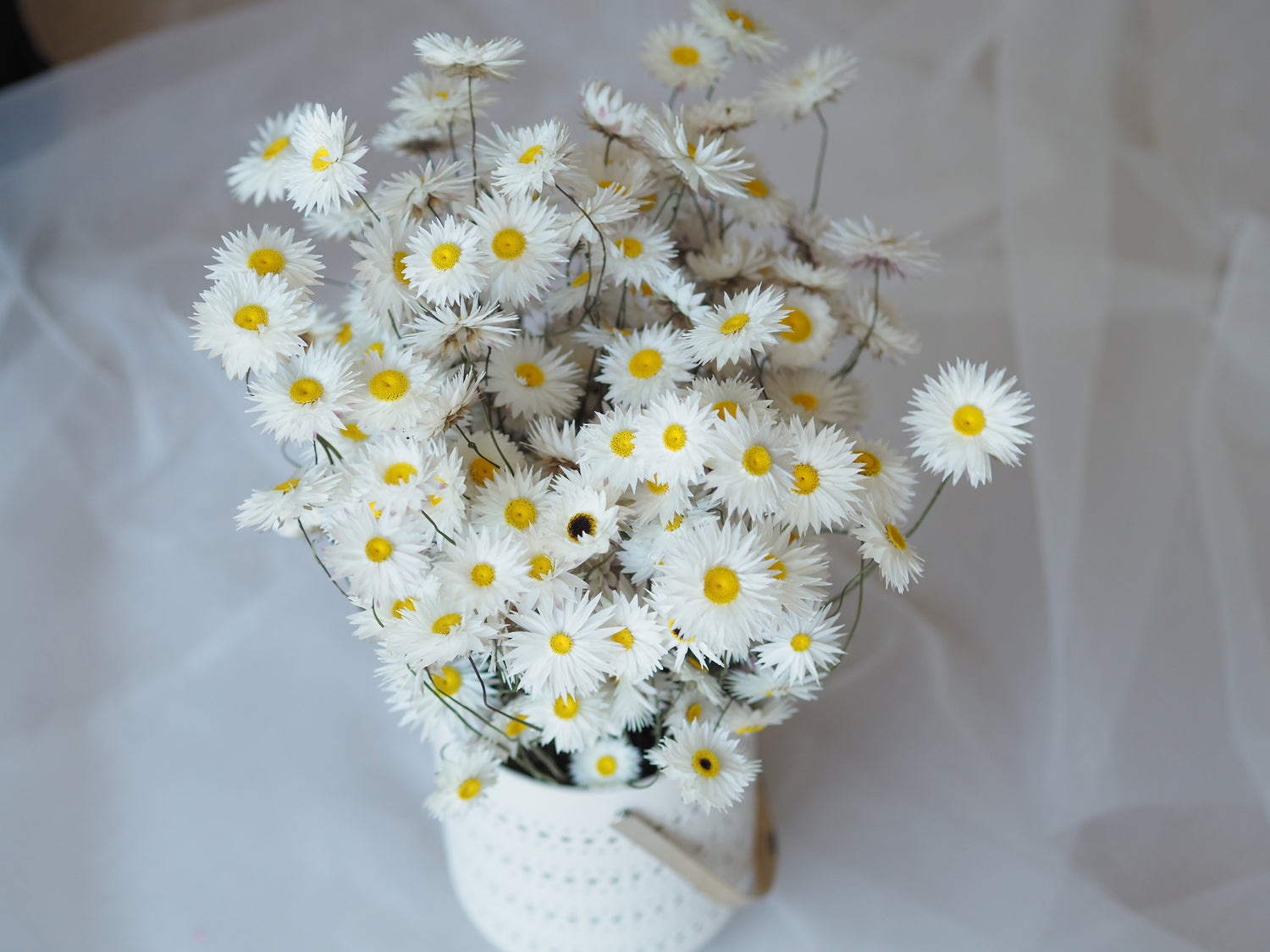 Dried White Everlasting Paper Daisy Bunch