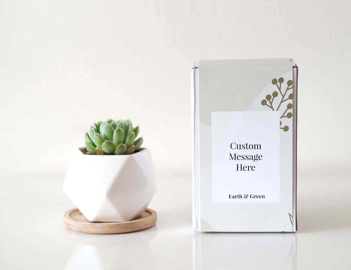 ELEGAN - Personalised Succulent Gift Box