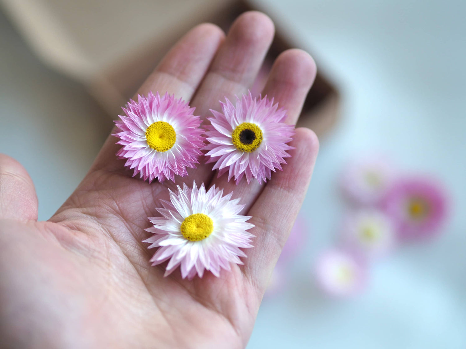 Dried Pink Daisy Flower Confetti, Potpourri, Flower Heads