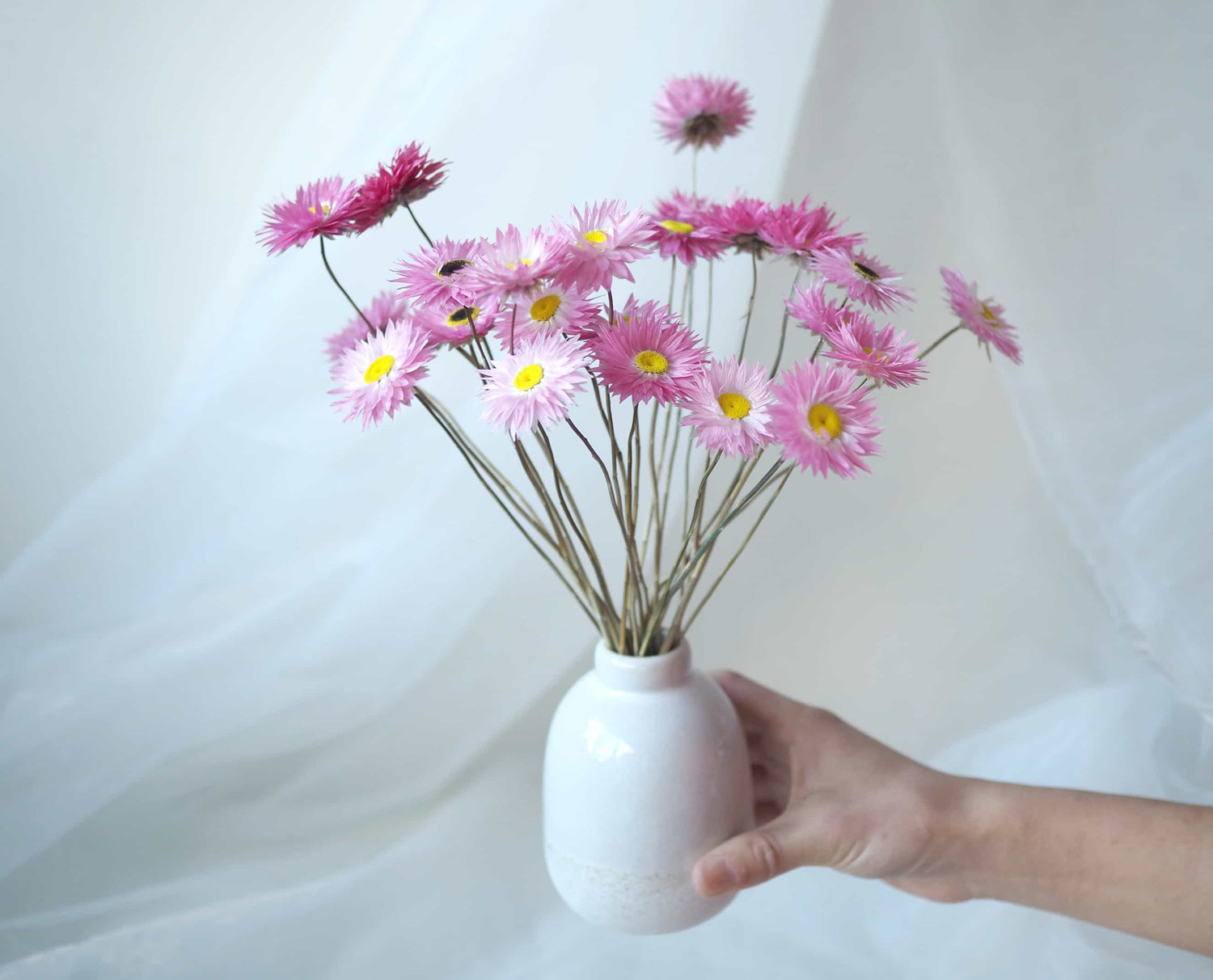 ROSÉ – dried pink paper daisies in a speckled ceramic vase