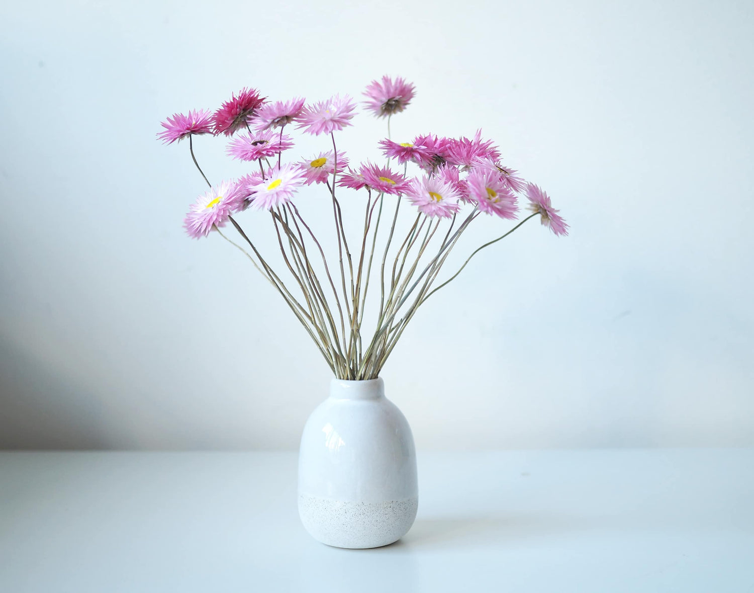 ROSÉ – dried pink paper daisies in a speckled ceramic vase