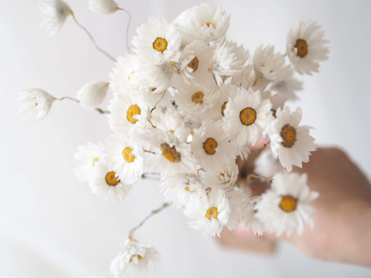 SNOW – dried white paper daisies in a wooden vase