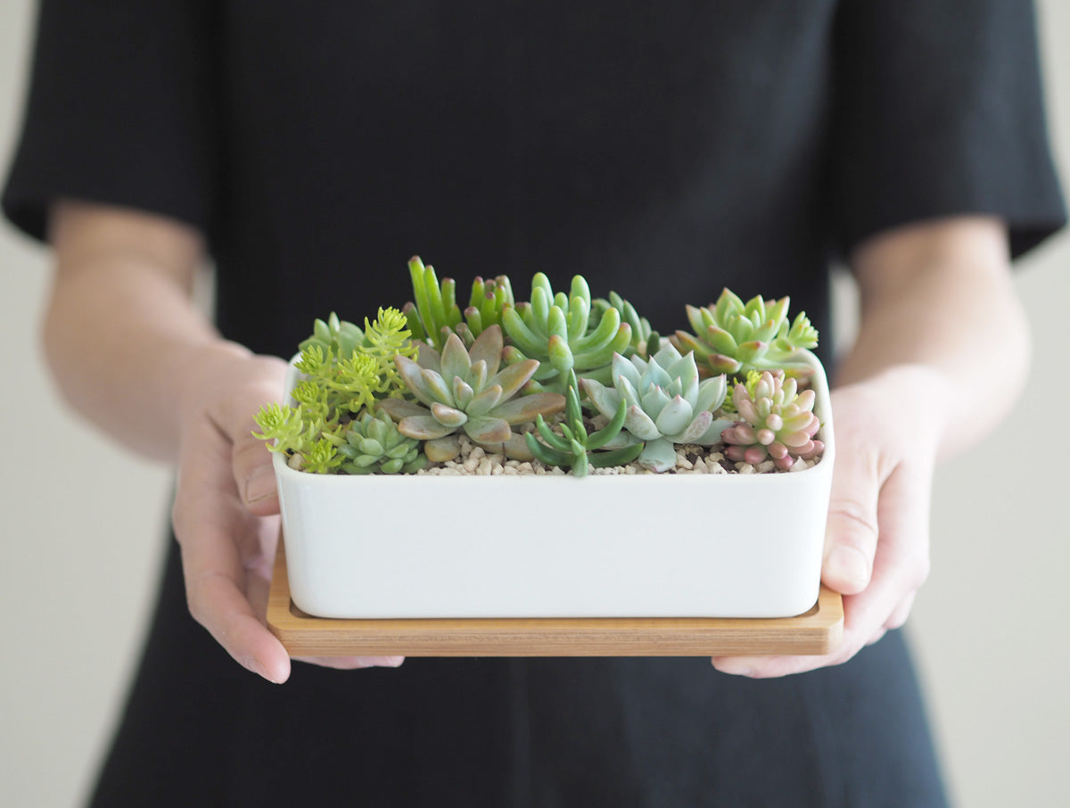 Succulent Garden DIY Kit