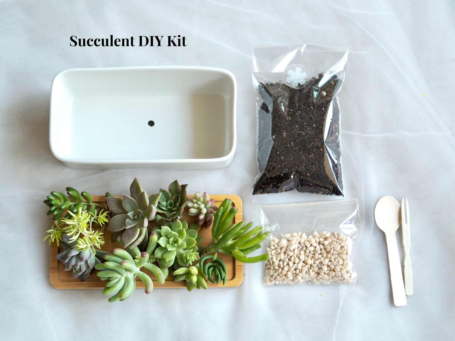 Succulent Garden DIY Kit