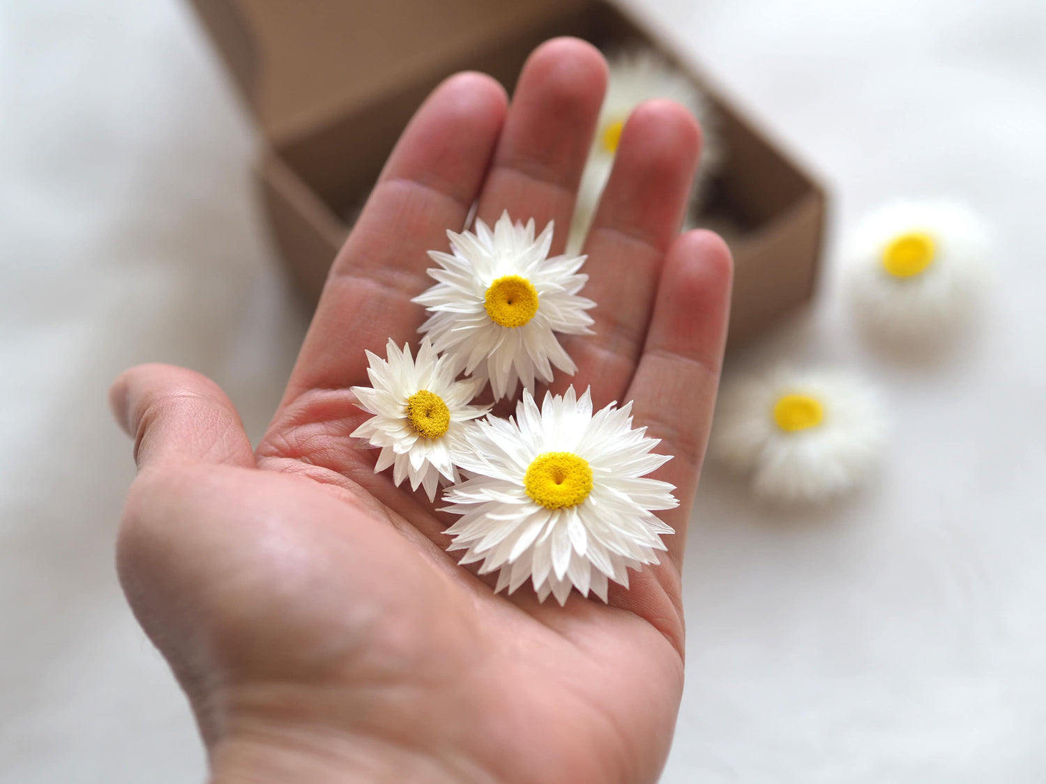 Dried White Daisy Flower Confetti, Potpourri, Flower Heads