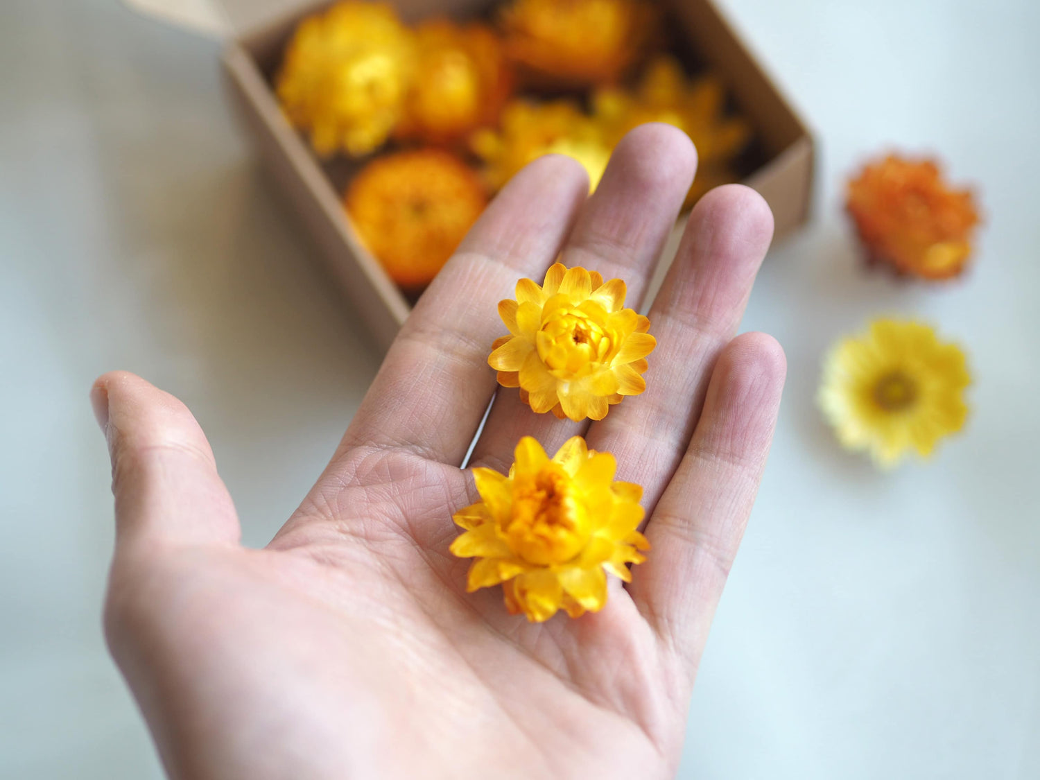 Dried Yellow Strawflower Confetti, Flower Heads